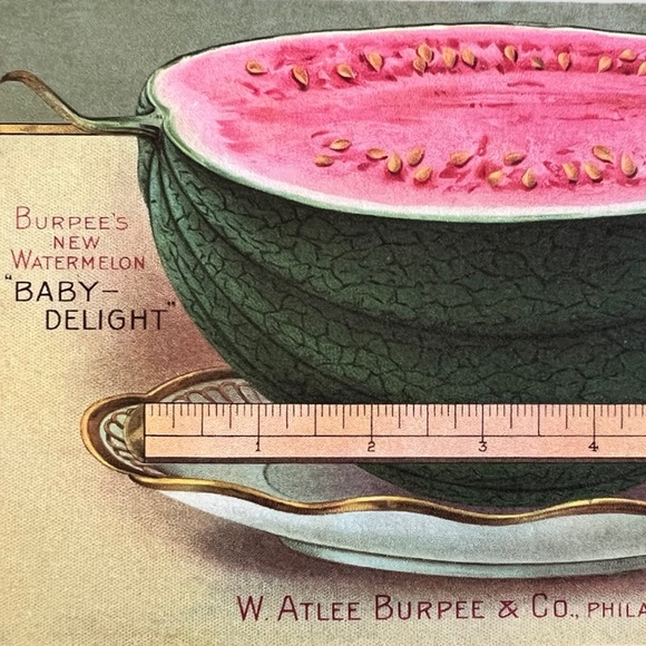 Cavallini & Co. Victory Garden Collection Seed Packet Postcard Set of 3 - NWT - Picture 5 of 9